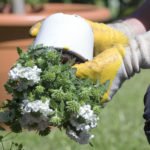 frau beim blumen umtopfen