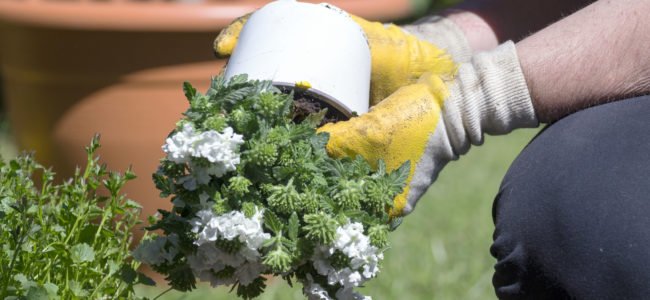 Pflanzen umtopfen: Zeitpunkt, Tipps zur Erde und Anleitung zum Umtopfen