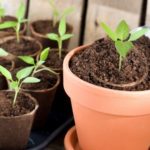 Pflanzen umtopfen Zeitpunkt, Erde & Anleitung zum Umtopfen