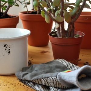 handschuhe, pflanze und topf