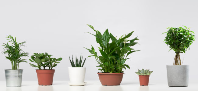 Pflanzgefäße für Zimmerpflanzen: Welche Ausführungen gibt es?
