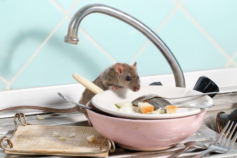 Ratten im Garten Hausmittel, Rattenfallen und Gift gegen die Rattenplage