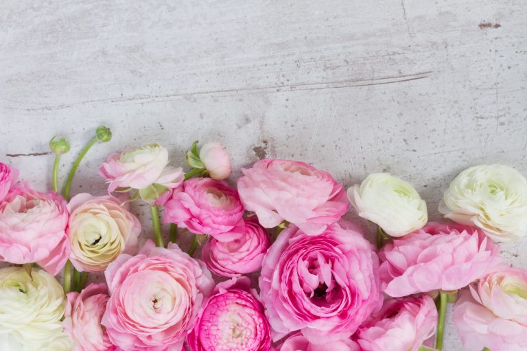 Rosen lange frisch halten 3 Tipps