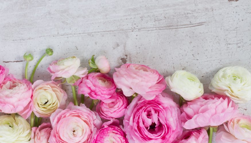 https://www.haushaltstipps.net/wp-content/uploads/rosen-frisch-halten Rosen lange frisch halten – 3 Tipps
