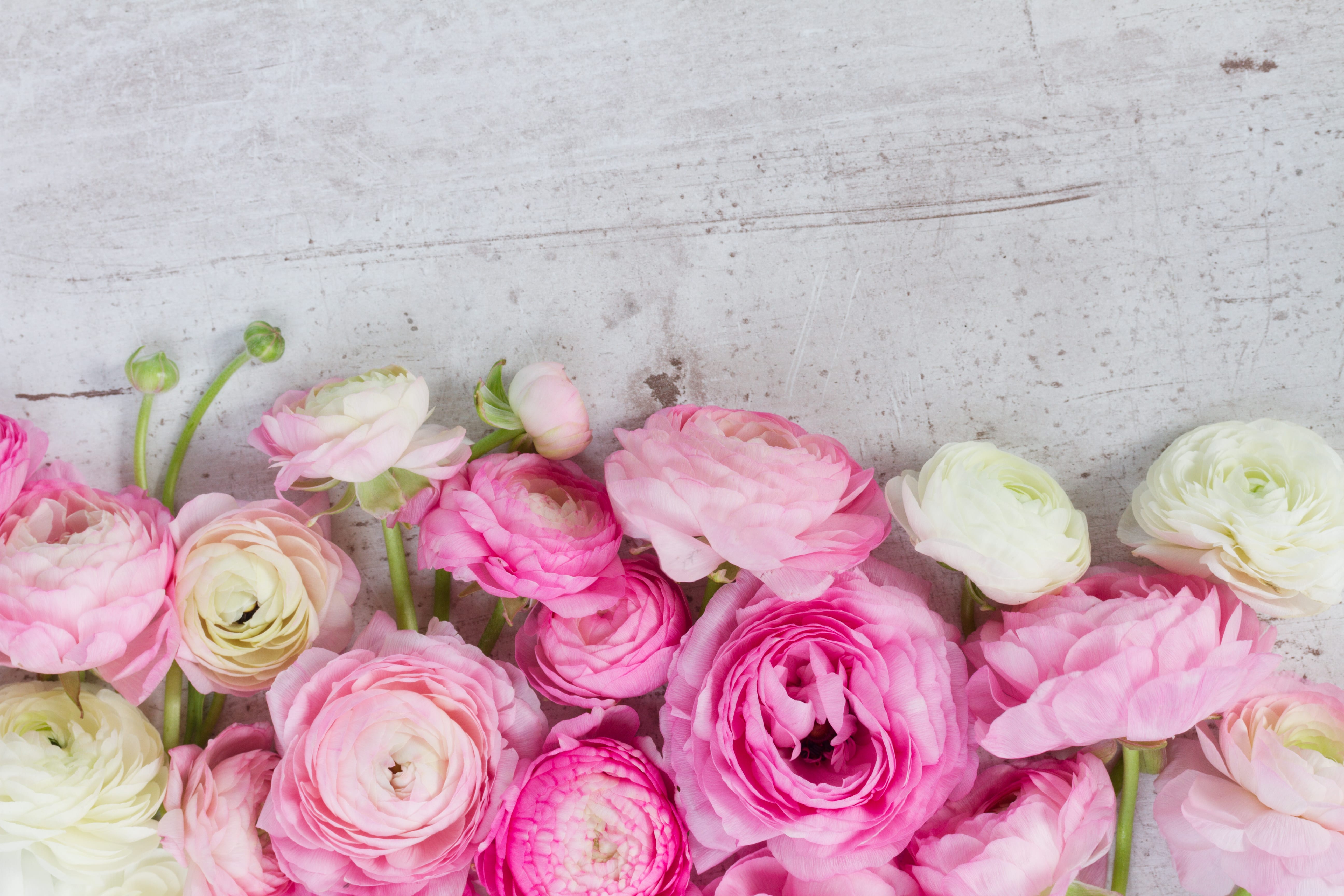 Rosen lange frisch halten – 3 Tipps