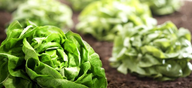 Salat Ernten Morgens Oder Abends Das Mussen Sie Beachten