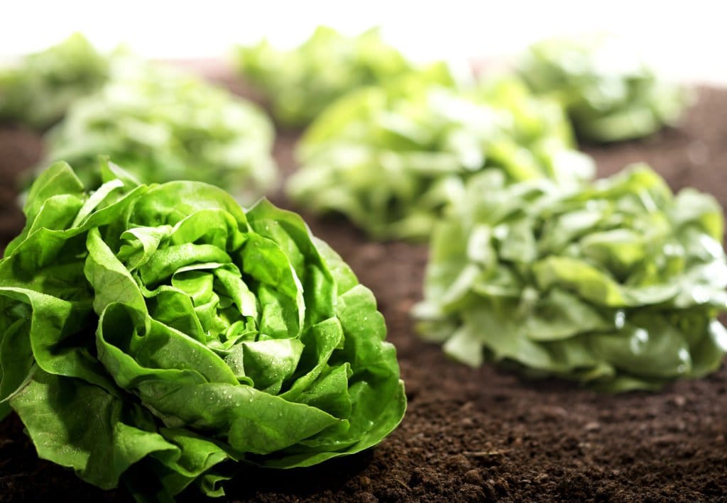 Salat ernten oder Abends? Das müssen Sie beachten