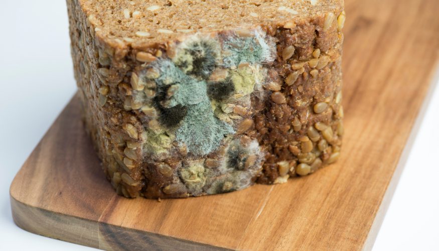 https://www.haushaltstipps.net/wp-content/uploads/schimmel-auf-brot Schimmel auf Lebensmitteln