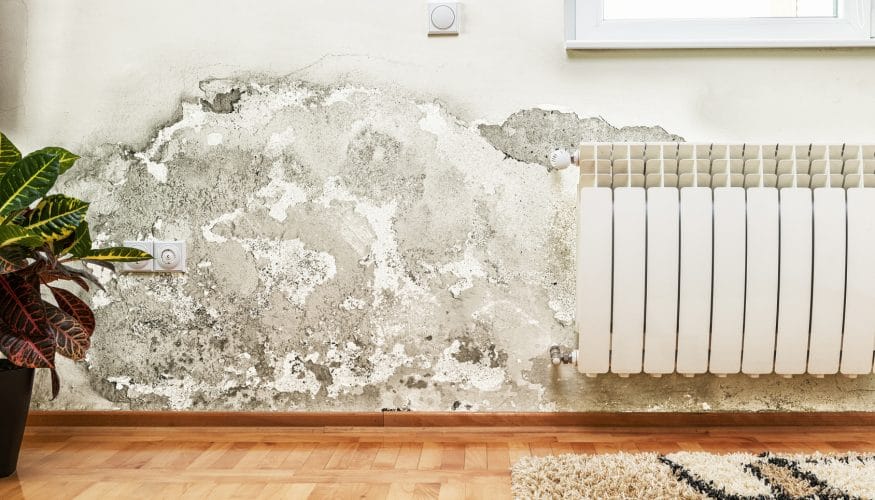 https://www.haushaltstipps.net/wp-content/uploads/schimmel-in-der-wohnung Schimmel entfernen – Schritt für Schritt Anleitung