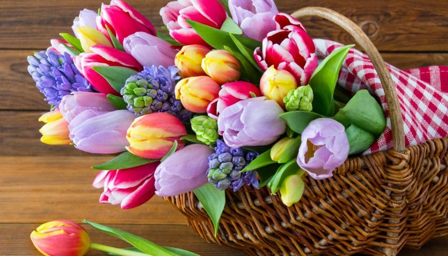 https://www.haushaltstipps.net/wp-content/uploads/schnittblumen-frisch-halten Schnittblumen frisch halten – 4 Tipps & Tricks
