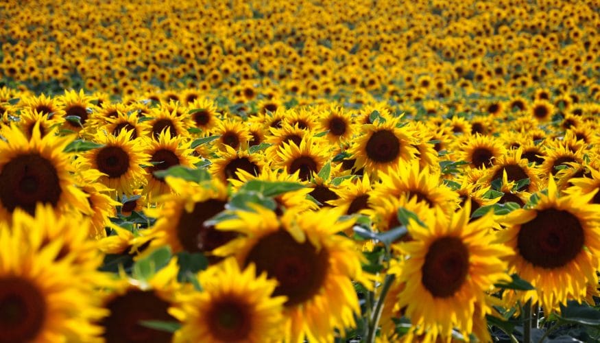 https://www.haushaltstipps.net/wp-content/uploads/sonnenblumen-der-sonne-zu Wenden sich Sonnenblumen immer der Sonne zu?
