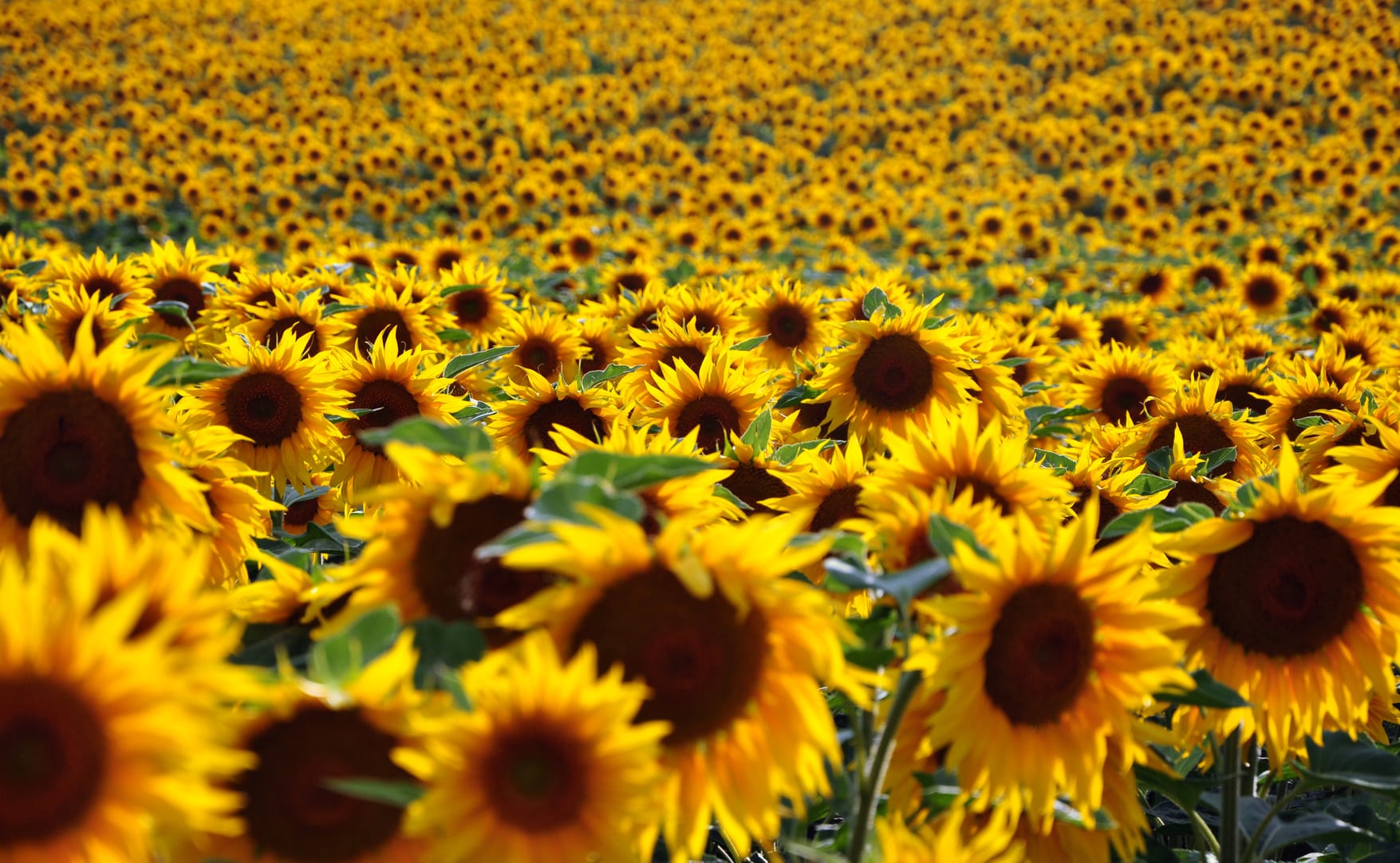 Wenden sich Sonnenblumen immer der Sonne zu?