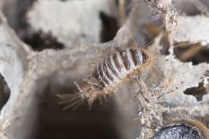 larve des speckkaefers