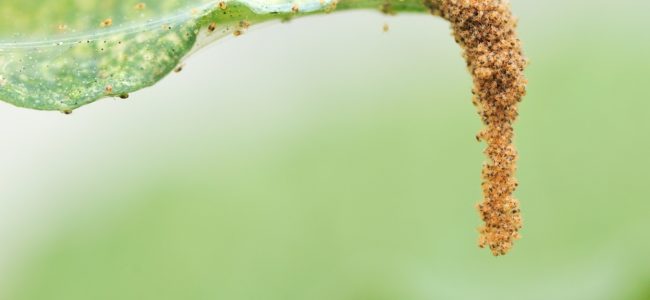 Hausmittel gegen Spinnmilben: Einfach bekämpfen und vorbeugen