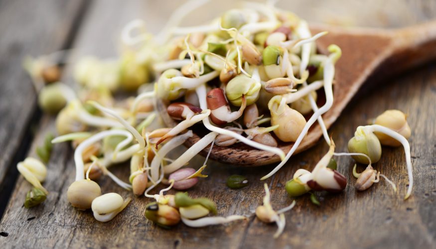 https://www.haushaltstipps.net/wp-content/uploads/sprossgarten-biosnacky Sprossengarten von BioSnacky