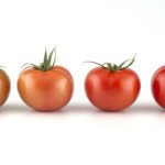 Tomaten von grün bis rot