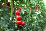 Tomaten selber ziehen