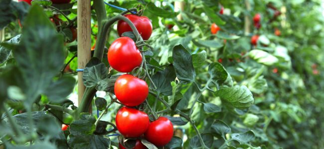 Tomaten selber ziehen: In 10 Schritten zur eigenen Staude