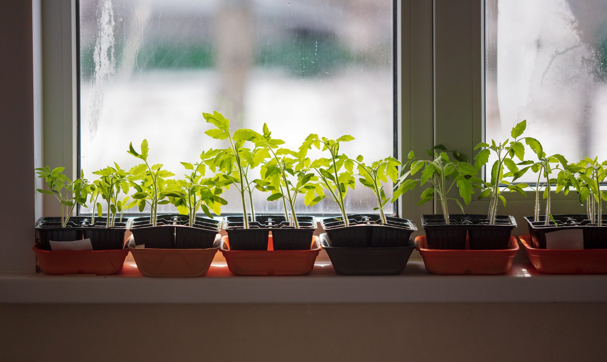 Tomaten selber ziehen in der Wohnung