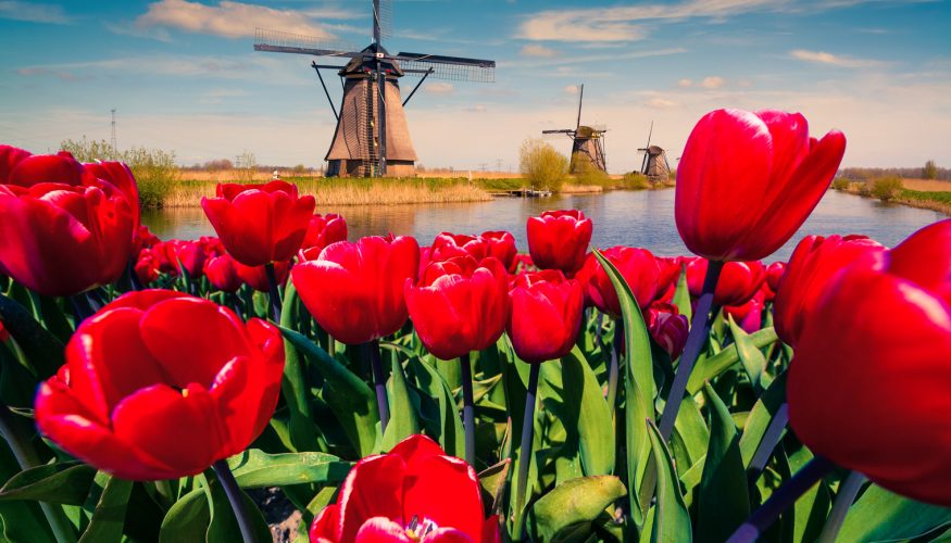 https://www.haushaltstipps.net/wp-content/uploads/tulpen-holland Kommen Tulpen grundsätzlich aus Holland?