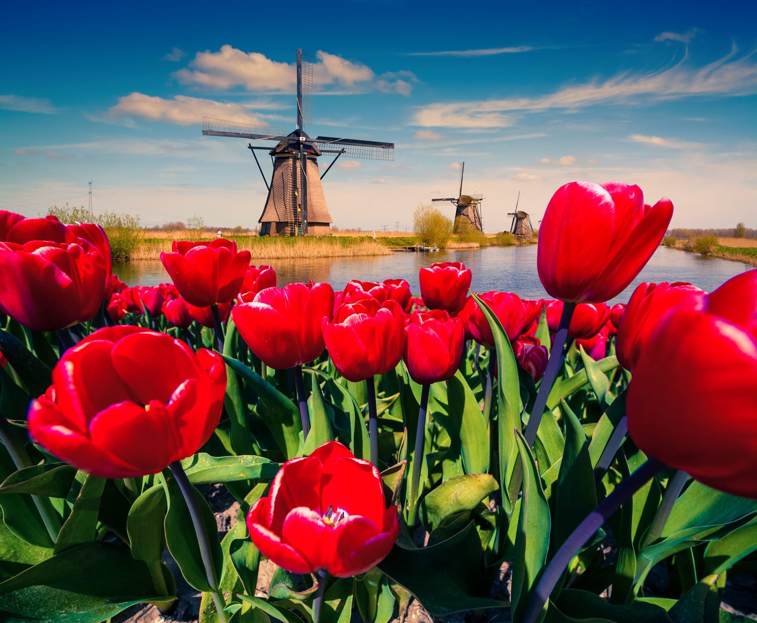 Kommen Tulpen grundsätzlich aus Holland?