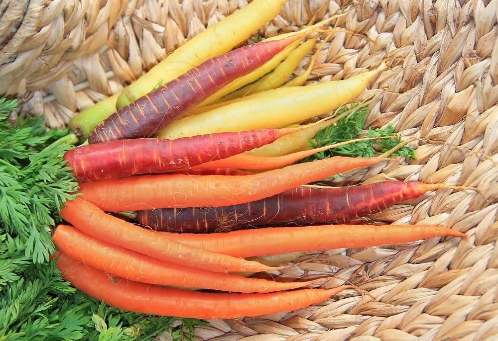 Sind Karotten gesund? Warum Möhren großartige Nährstofflieferanten sind
