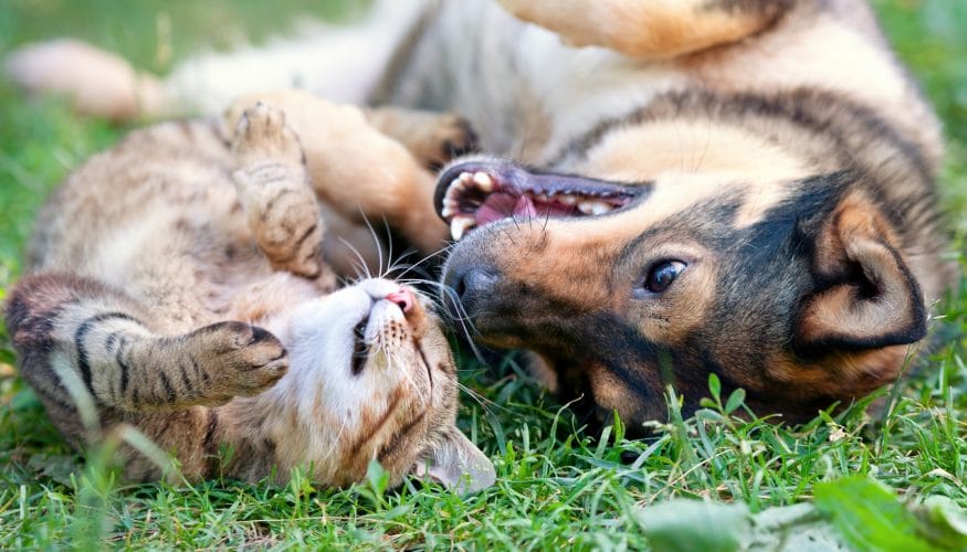 https://www.haushaltstipps.net/wp-content/uploads/vertragen-sich-hunde-katzen Vertragen sich Hunde und Katzen nicht?