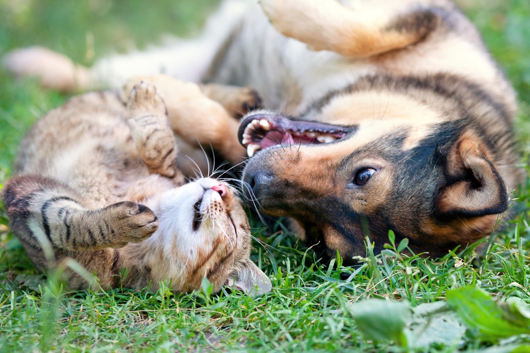 Vertragen sich Hunde und Katzen nicht?