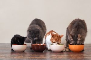viele katzen fressen