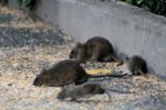 Vier Ratten in einem Garten
