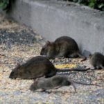 Vier Ratten in einem Garten