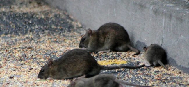 Ratten im Garten: Die besten Mittel um sie zu bekämpfen und zu vertreiben