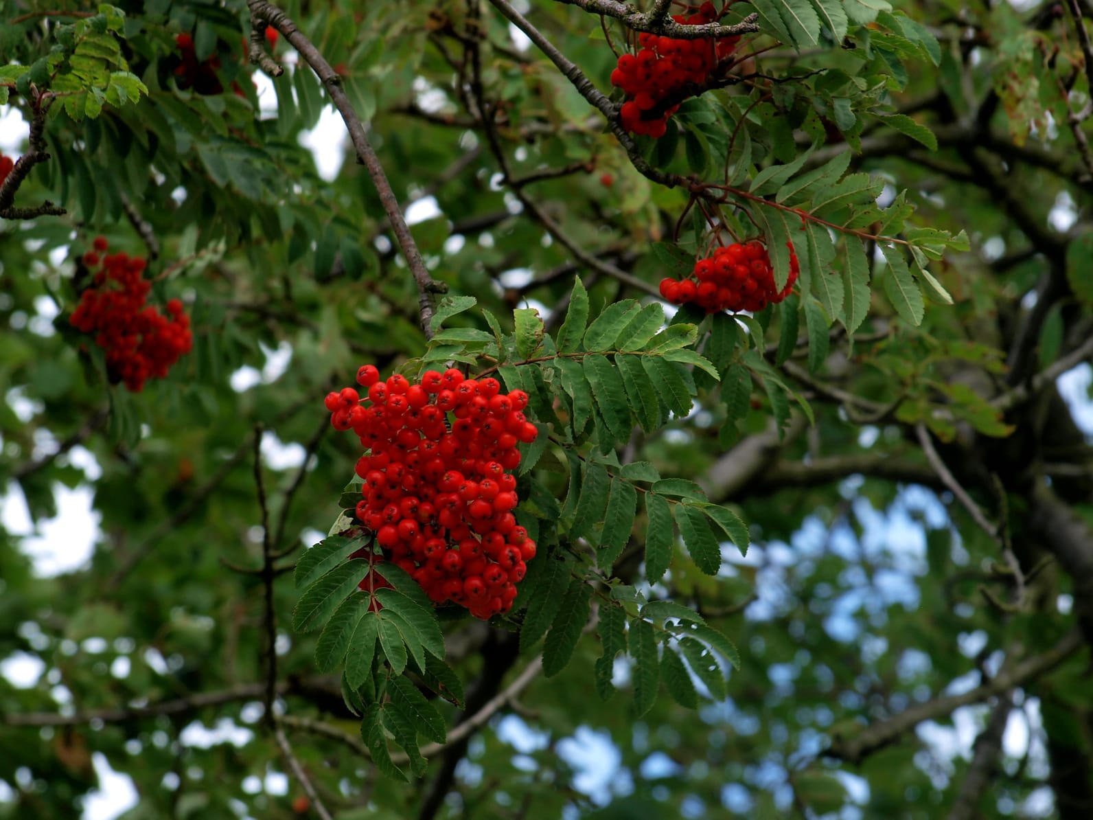 Sind Vogelbeeren giftig?