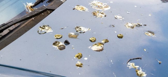 Vogelkot entfernen: Hausmittel gegen eingetrocknete Flecken an Hauswand & Auto oder auf der Kleidung