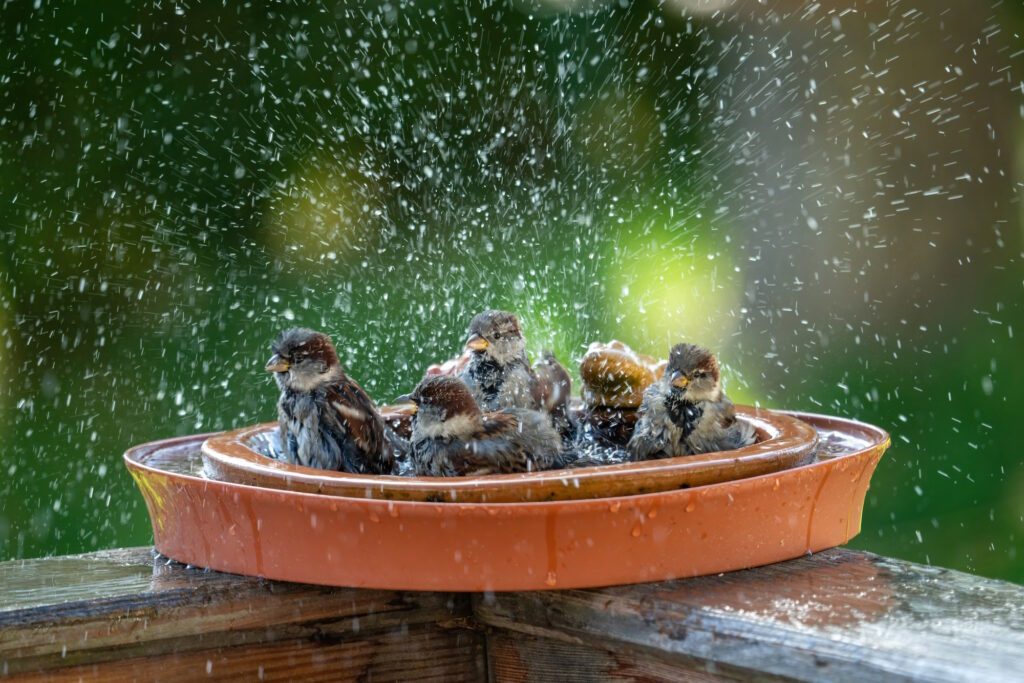 Vogeltränke Kupferscheibe – 11 Stück Set Für Vögel Im Garten