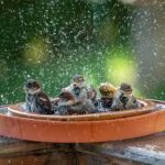 Vögel baden in einer selbst gebauten Vogeltränke