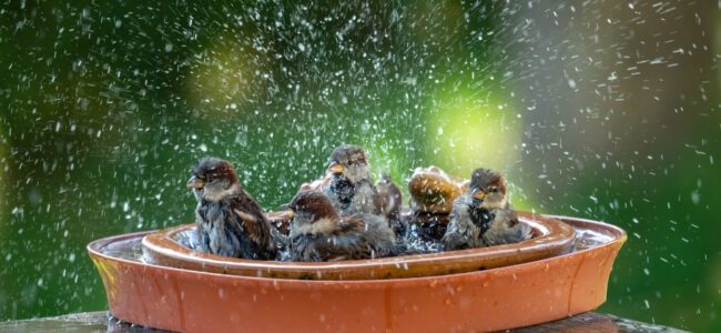 Vogeltränke selber bauen in nur 5 Schritten