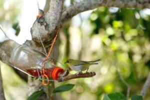 Vogeltränke selber bauen mit Flasche