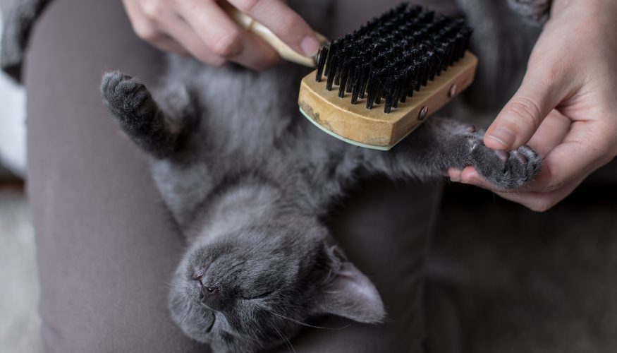 https://www.haushaltstipps.net/wp-content/uploads/warum-schnurren-katzen Warum schnurren Katzen?