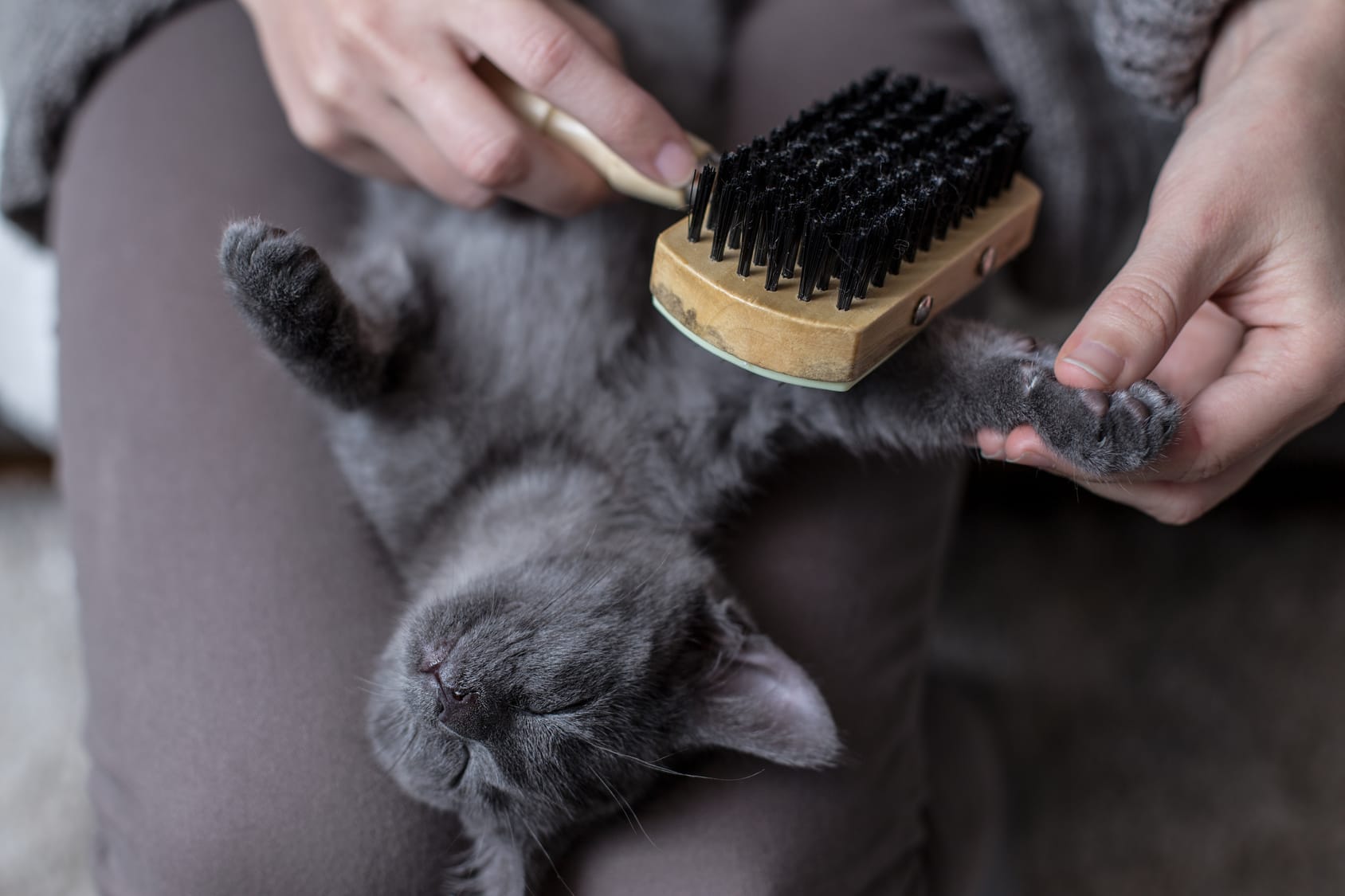 https://www.haushaltstipps.net/wp-content/uploads/warum-schnurren-katzen Warum schnurren Katzen?