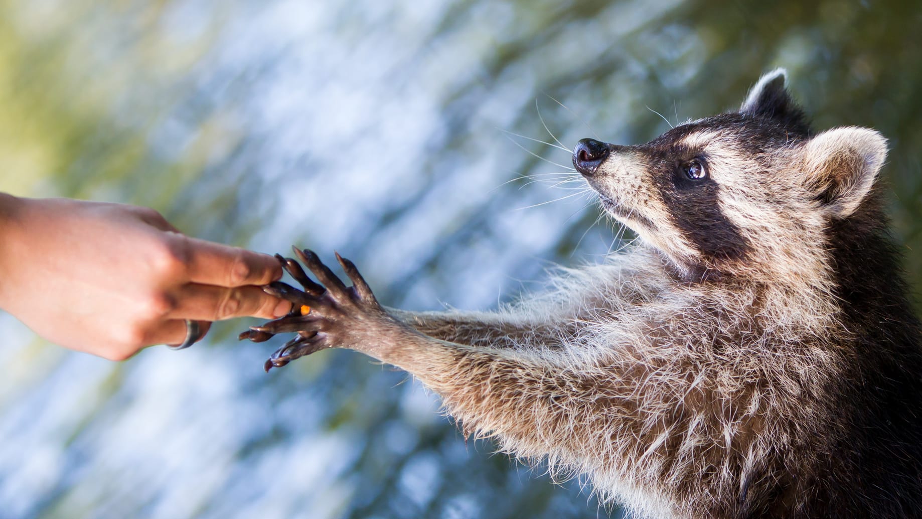 Waschen Waschbären ihr Futter?