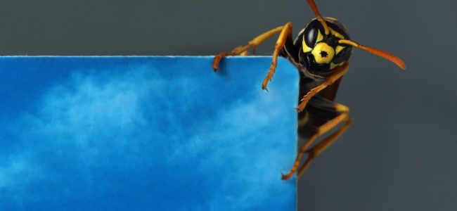 Hausmittel gegen Insektenstiche: Die besten Hausmittel und Maßnahmen zum Vorbeugen im Überblick