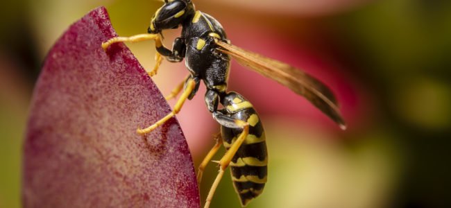 Wespen vertreiben: Mit diesen sieben Tricks werden Sie die Stechinsekten wieder los