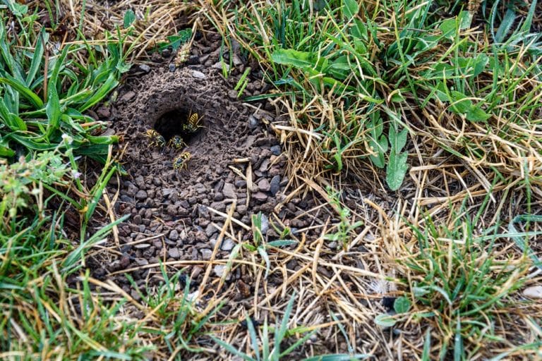 Erdwespen bekämpfen So vertreiben Sie Erdwespen aus Ihrem Garten