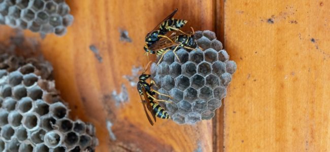 Wespennest verhindern: So kommt es gar nicht zum Nestbau