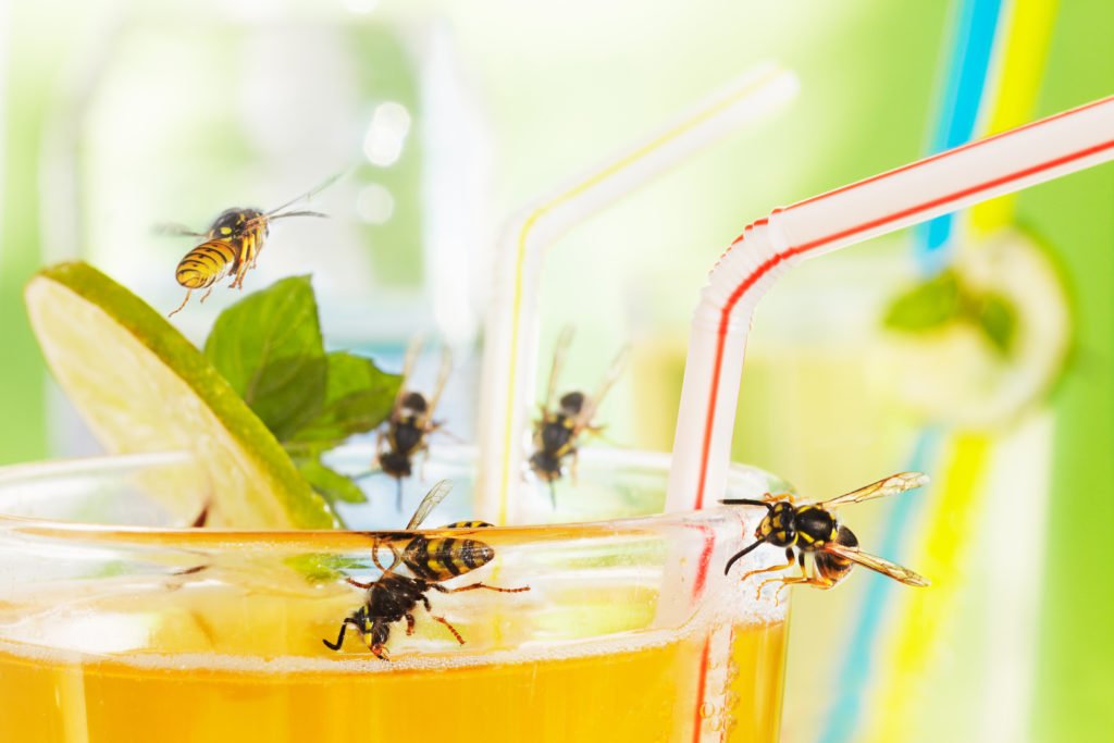 Wespenstich Behandeln 10 Tipps Tricks Haushaltstipps Net