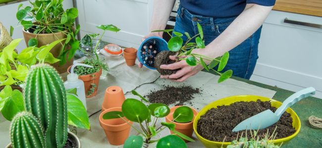 Zimmerpflanzen umtopfen: Mit diesen Tipps klappt’s